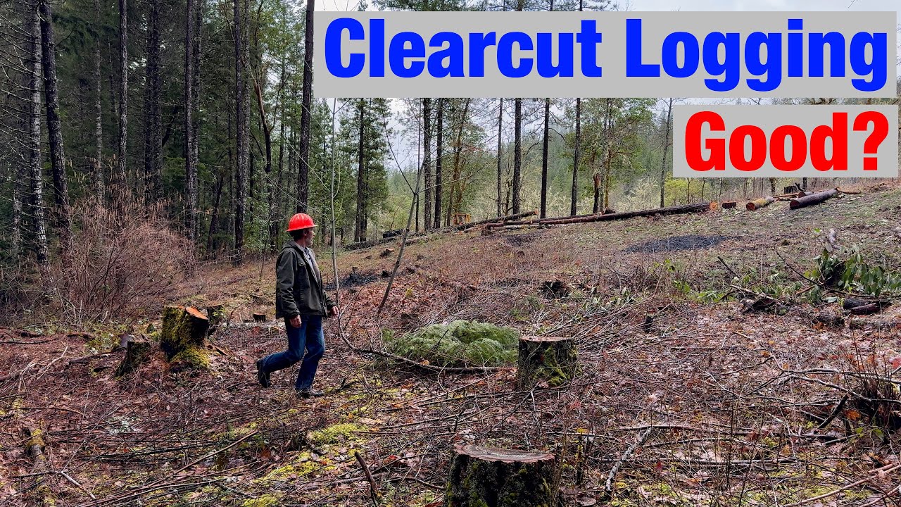 I Clearcut My Forest (Here's Why)