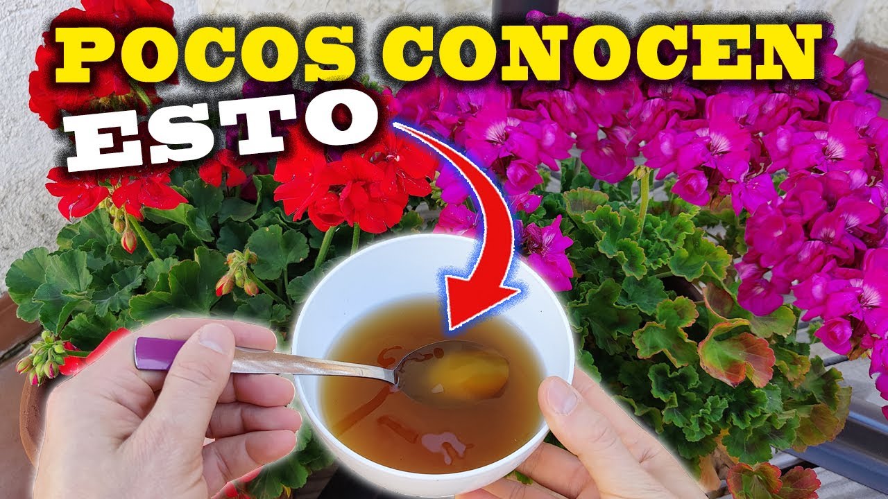 Tus PLANTAS FLORECEN y CRECEN más con este ENERGIZANTE CASERO desconocido