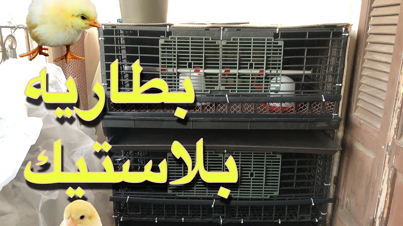التربيه فى بطاريه والبطاريه البلاستيك  تربيه بلكونه الحلقه 1