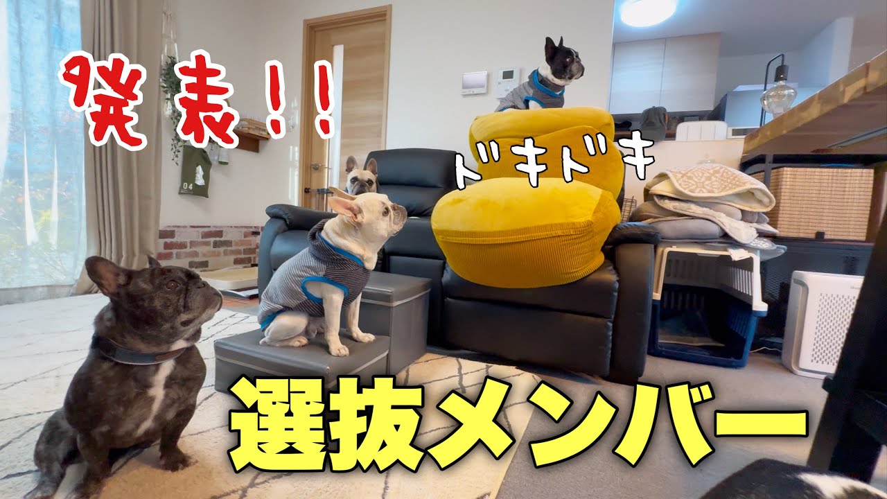 最強寒波到来！寒い朝の散歩メンバー発表のときの緊張感が笑えるｗ