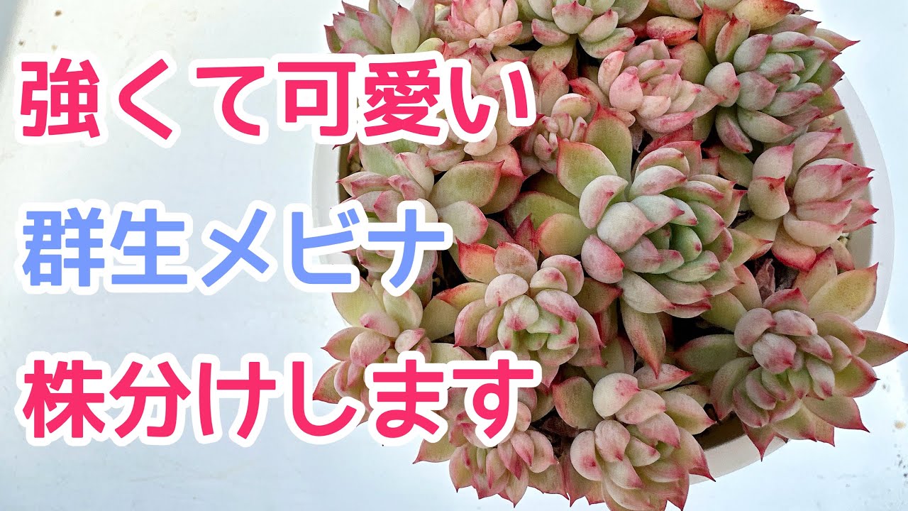【vlog436】強くて可愛い群生女雛を株分けします🪴