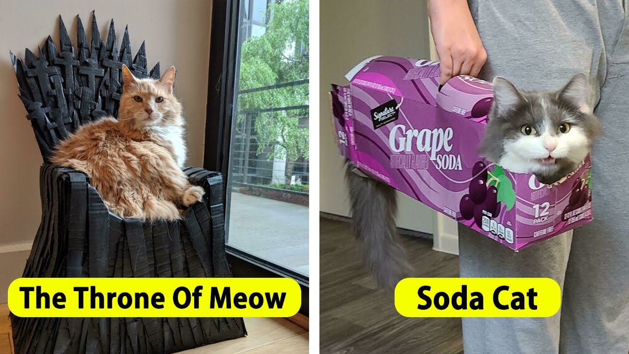 Spoiled Cats That Live Better Than You Ever Will