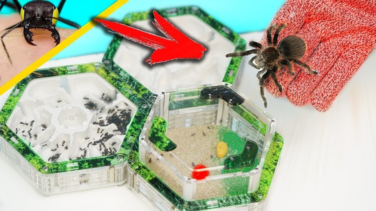 Neue Ameisenfarm und was ist mit meine Vogelspinne passiert???