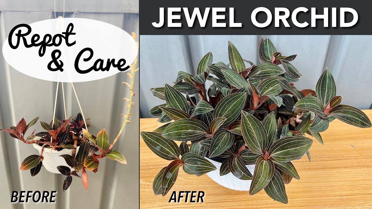 JEWEL ORCHID Repot & Care | Repotting, How To Water & Fertilize | Jewel Orchid In Self Watering Pot