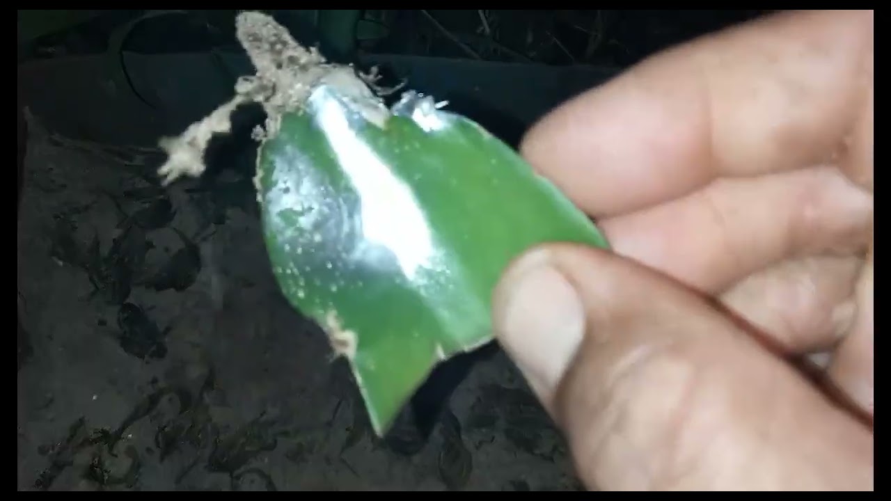 Dica como plantar pitayas e como enraizar suas mudas ou porta enxertos e vamos plantar pitayas