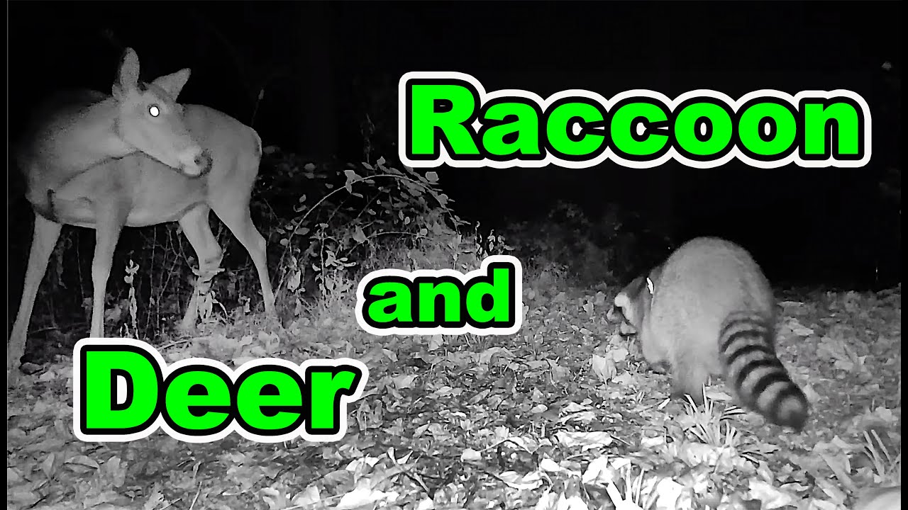 Whitetail Deer Meets Raccoon in the Woods Caught on Trail Camera