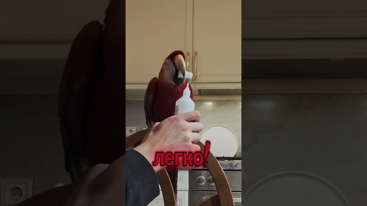 -открути. -легко. #smartparrot #aramacao #умныйпопугай #parrot