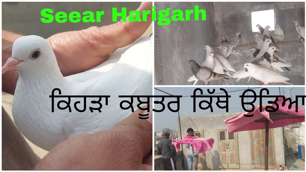 part 1 ਸੀਰਾ ਹਰੀਗੜ। Seera Harigarh de kabooter..9888306910