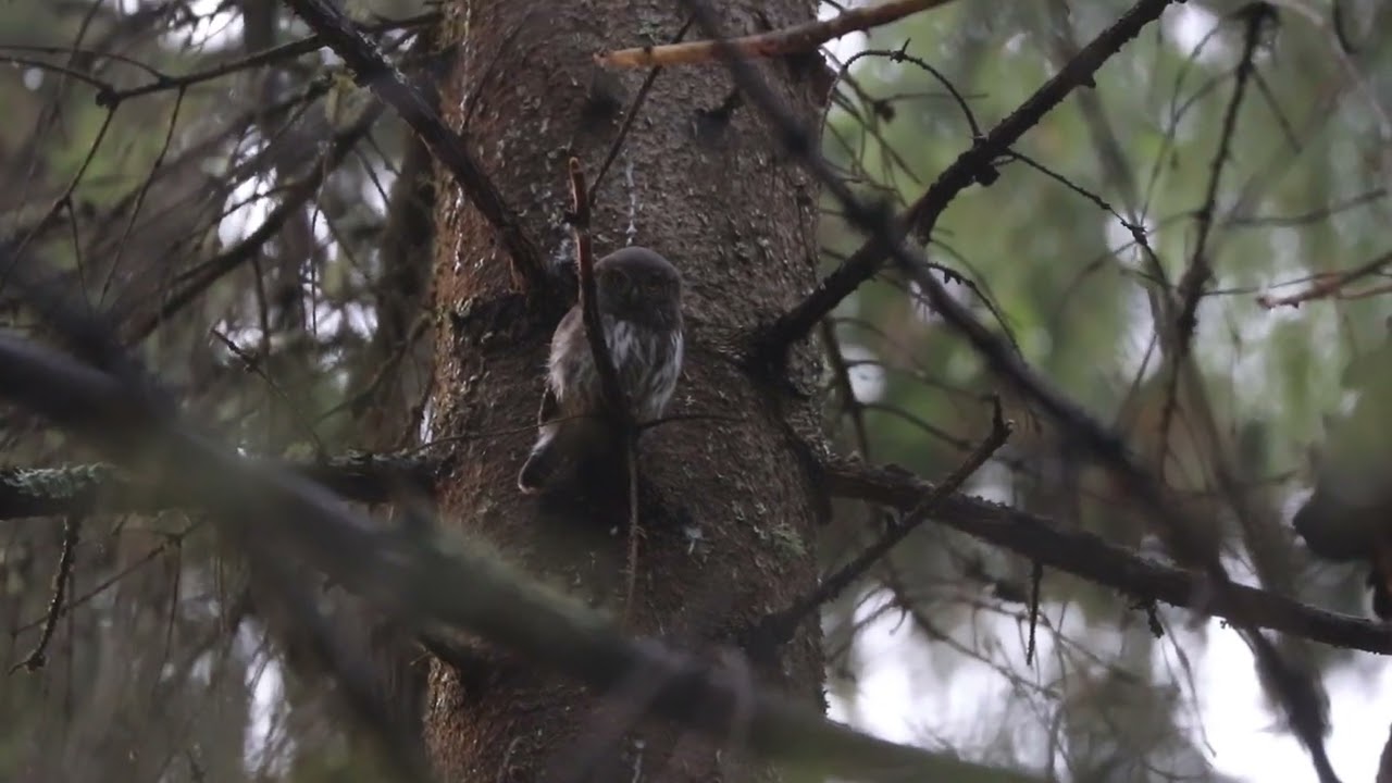 Värbkakk - mangumishüüd / Eurasian Pygmy Owl begging call / Glaucidium passerinum