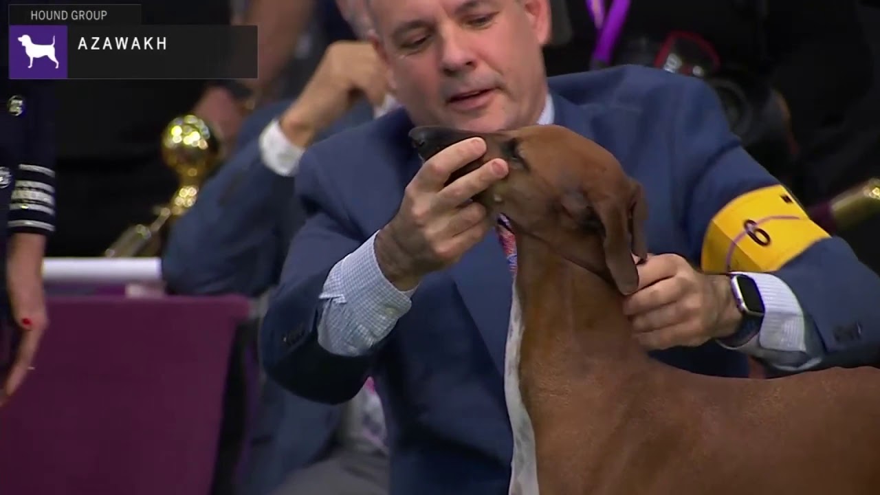 Azawakhs | Breed Judging 2020