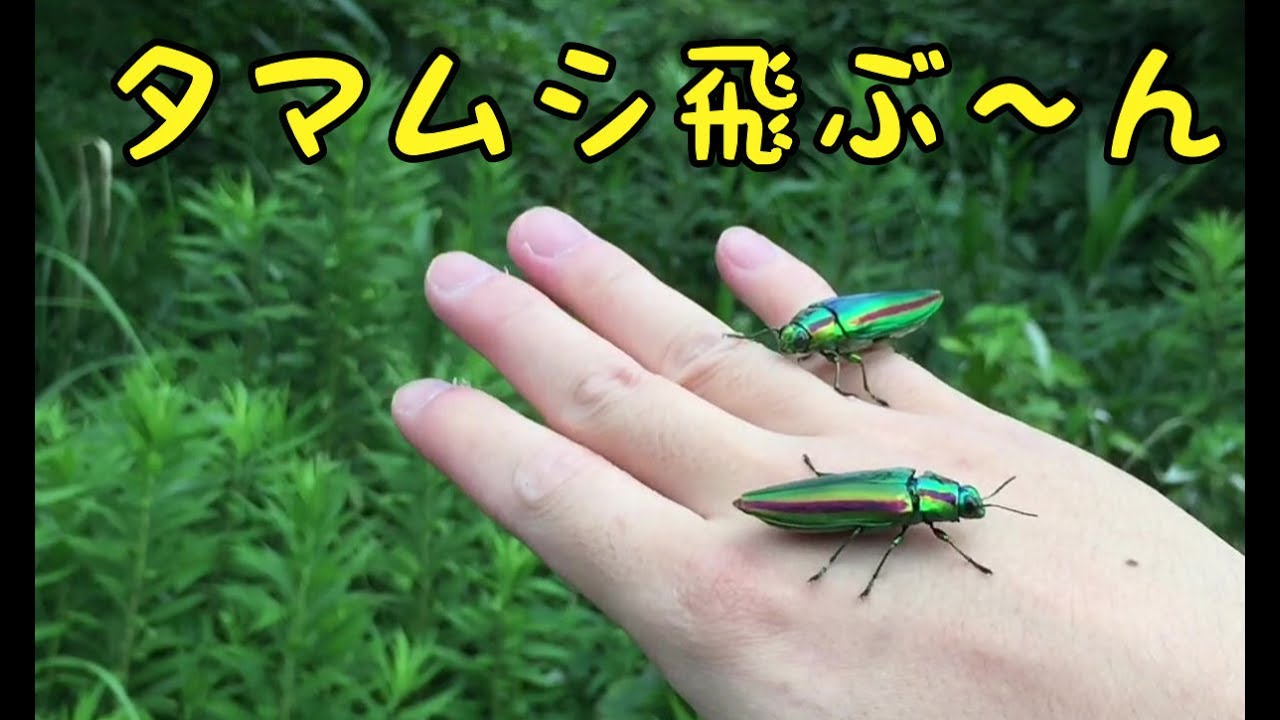 Wヤマトタマムシ飛ぶ / Flying Jewel beetle