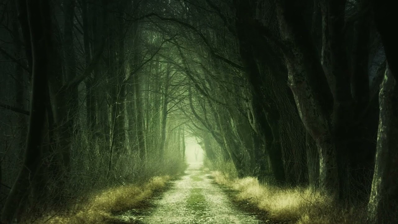 Walking Through the Forest | Stress Relief #relaxwithus #relaxing #music #calmmusic