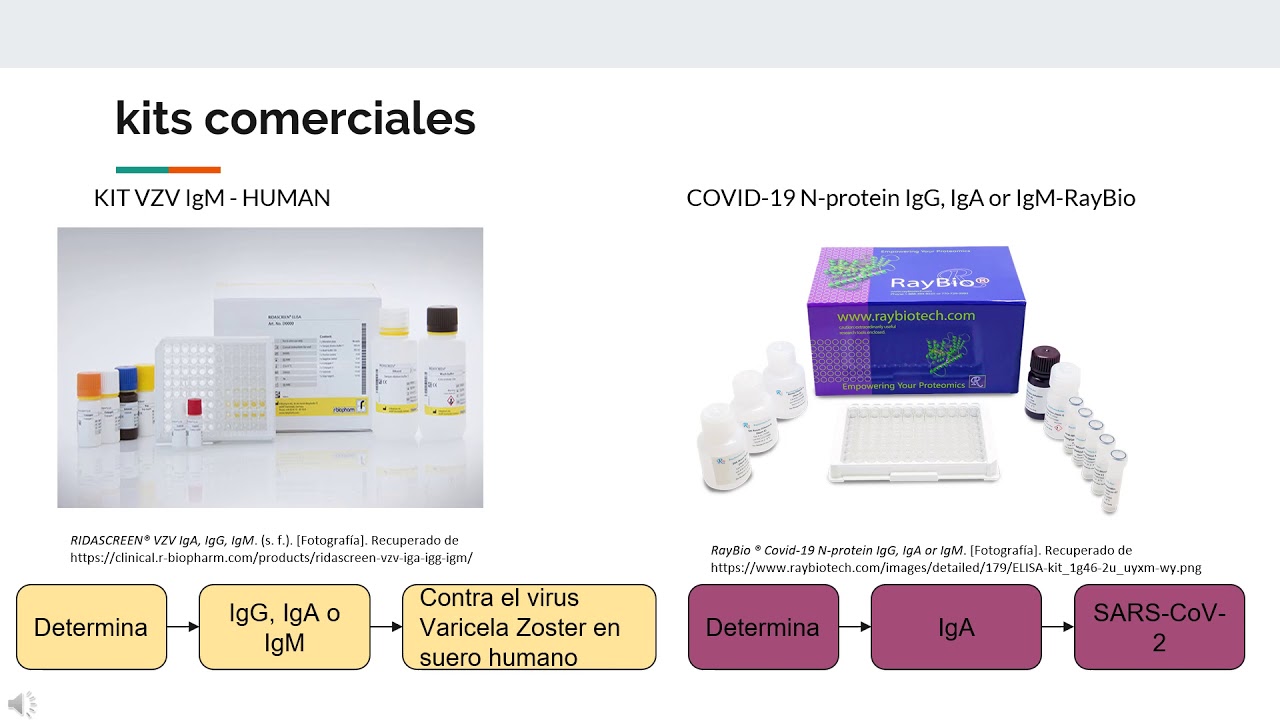 ELISA indirecto   Proliferaci&oacute;n de linfocitos T
