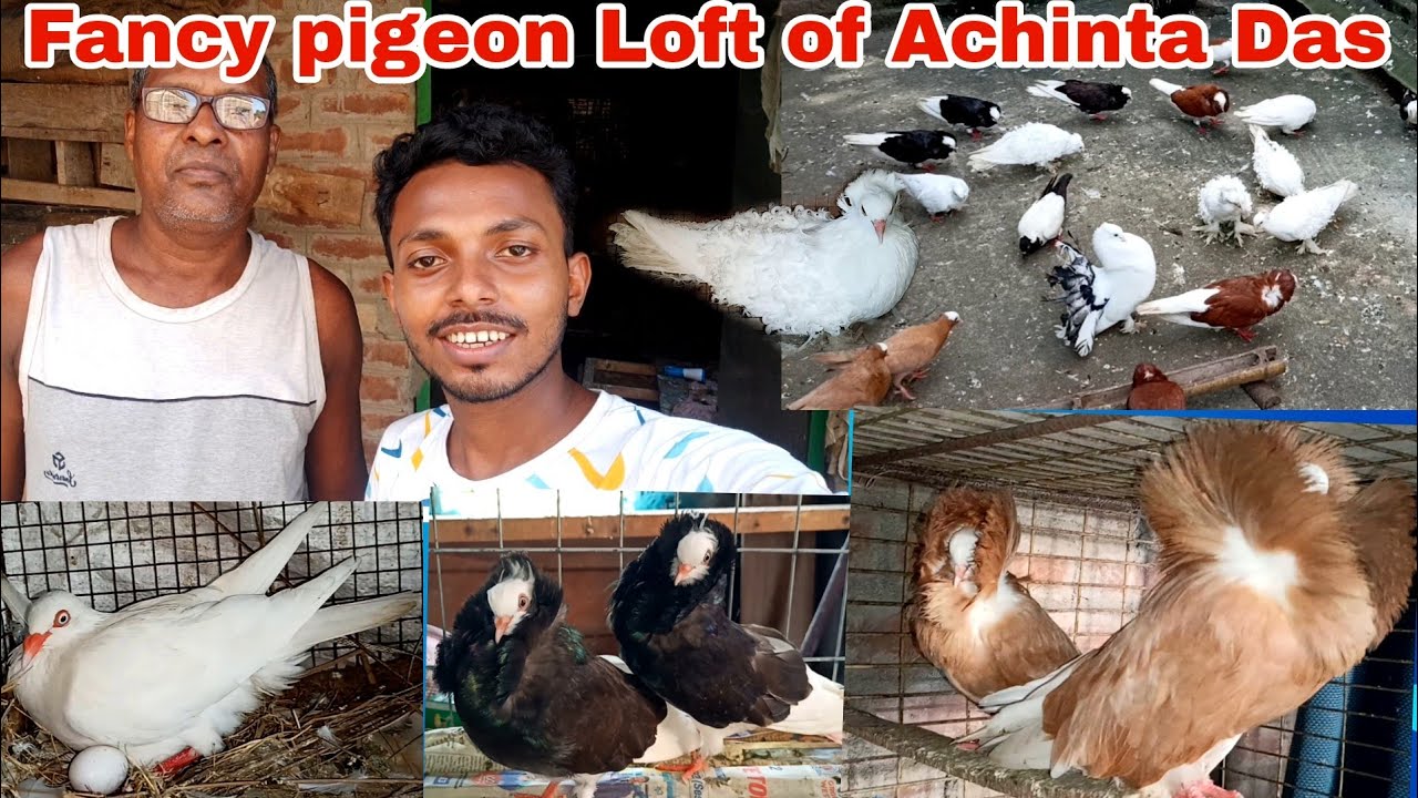 Fancy Pigeon breeding Farm of Achinta Das in West Bengal India/ Fancy kabootar farming in India