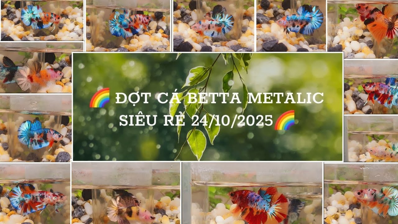 BETTA VIP METALIC 30K-40K-50K (24/10/2025) Nemo-Red-Metalic  , ĐẶT BIỆT MÁI FULL MÀU  ,0969.666.550