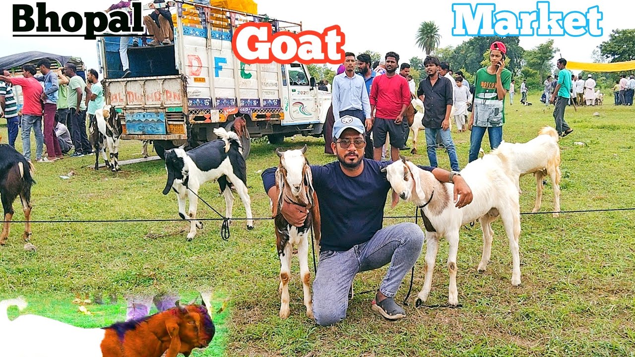 Bhopal Bakra Mandi  14 Aug 2023 ( Sunday) Bakra Mandi