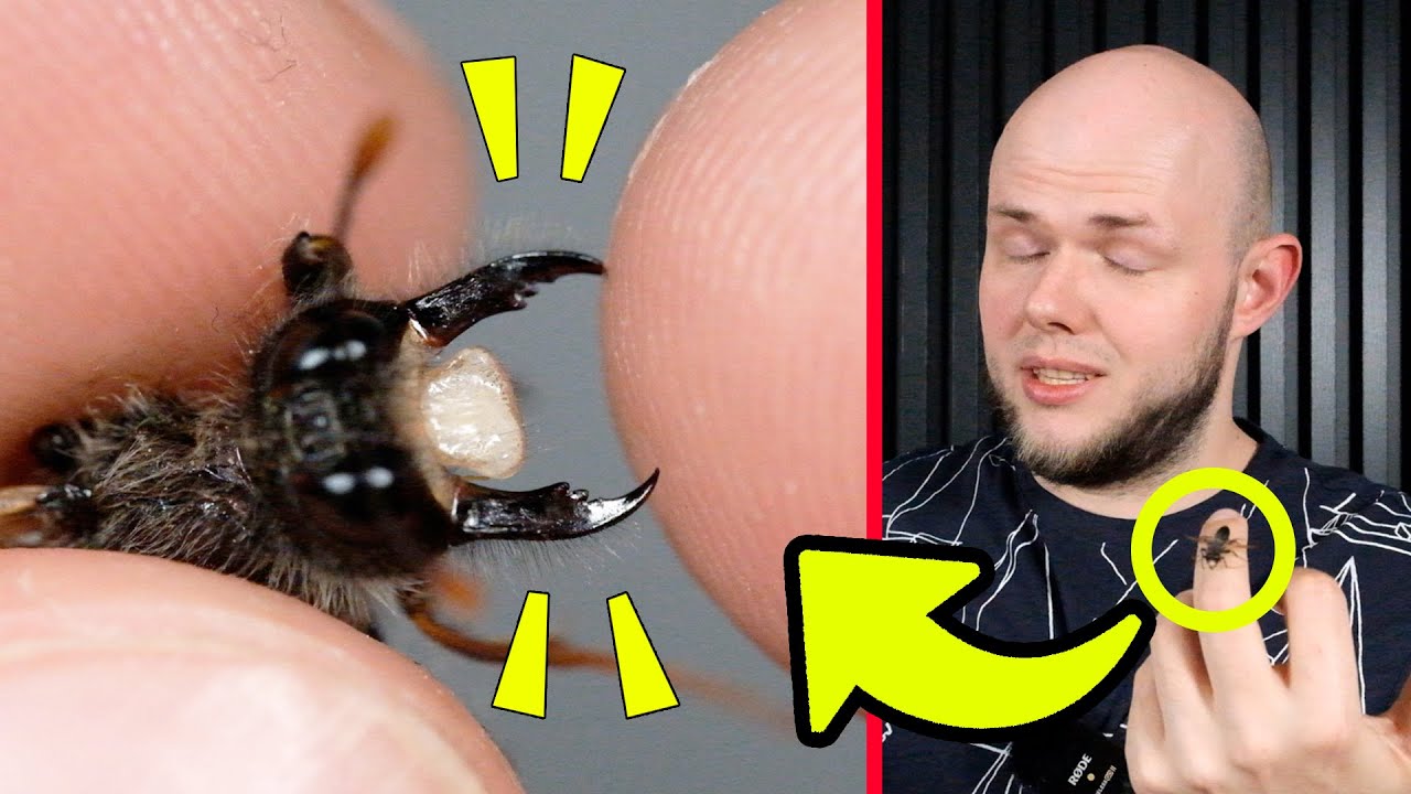 Кусачий пришелец из леса