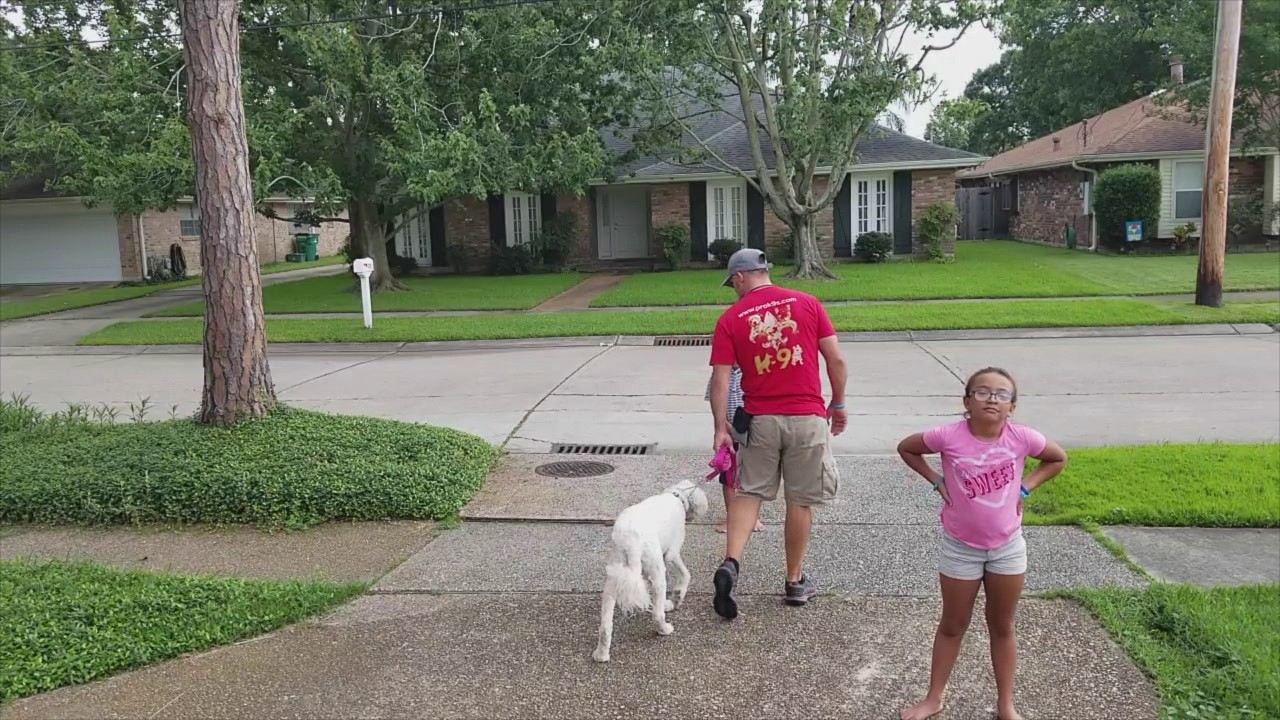 DIY Dog Training: Teaching a dog how to walk on a leash (leash pressure)