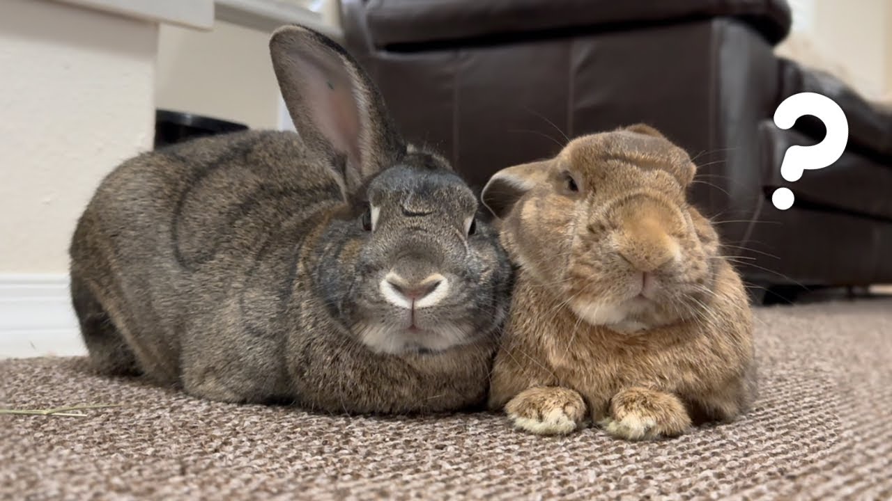 Watch This Bunny's Unique Water Drinking Style!🐰💦🤣