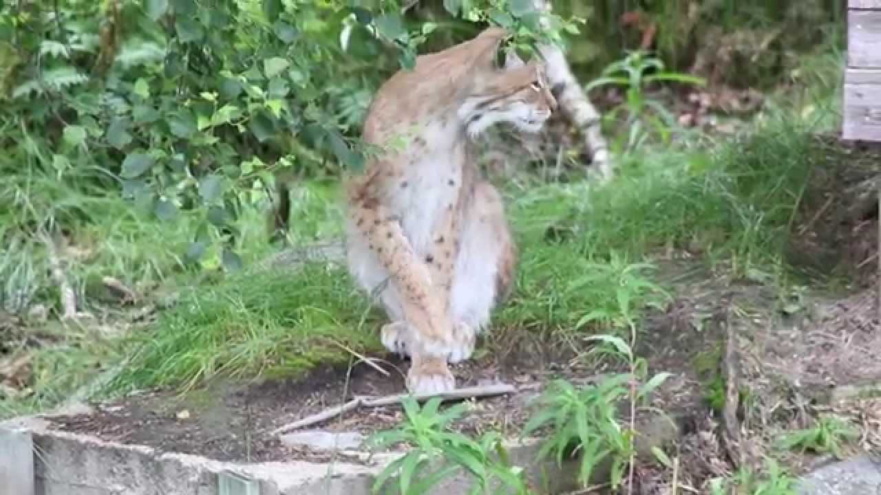 Ranua Wildlife Park - Lynx