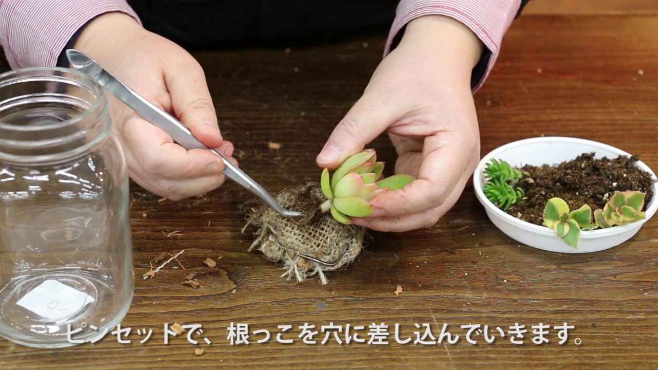 ビンに多肉植物の寄せ植えをしてみよう｜ジョイフルエーケー