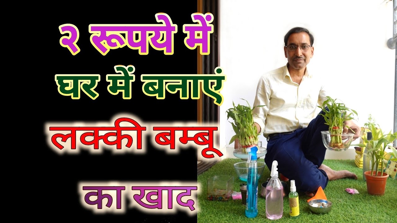 घर पर सिर्फ 2 रूपये में बनाएं लक्की बम्बू का खाद। नर्सरी वाले के हाथों लूटने से बचें . Lucky Bamboo