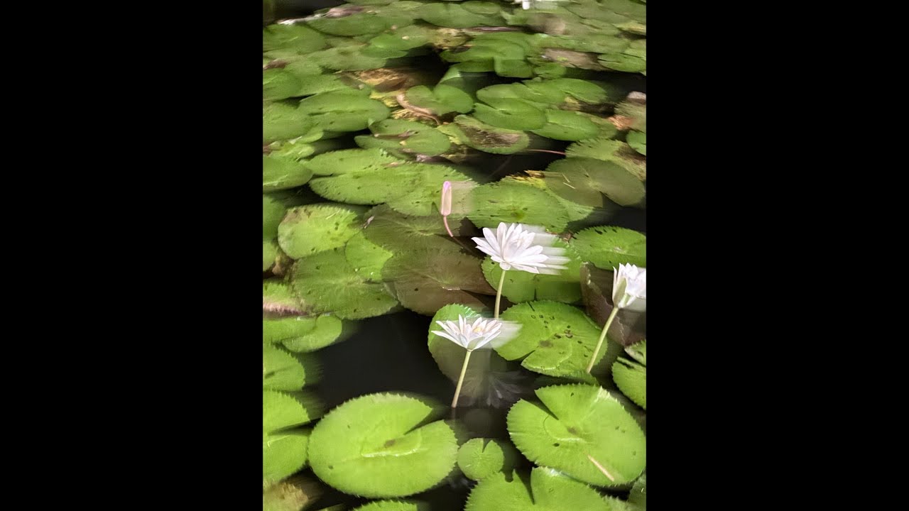 Flower Ki tarah rahiye