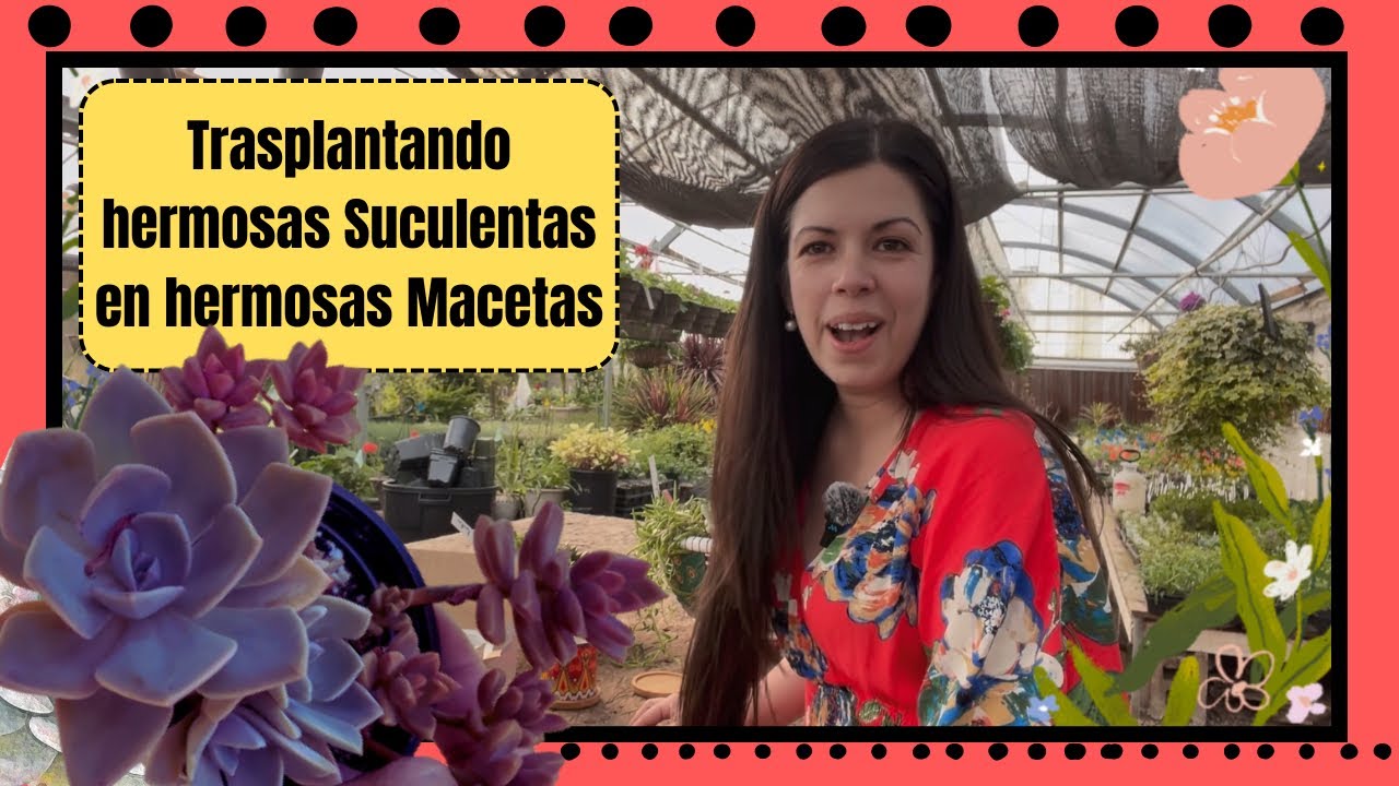 Trasplantando suculentas en macetas hermosas