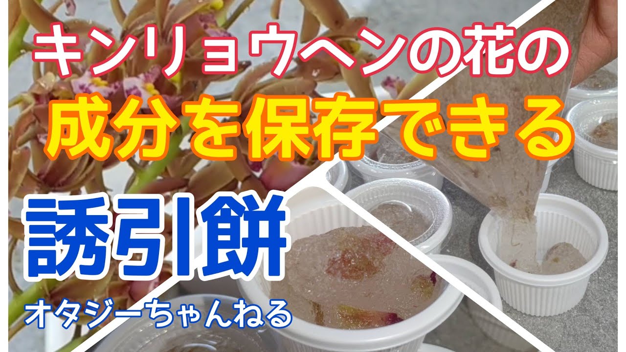 日本みつばち　キンリョウヘンの花の成分を保存できる　誘引餅