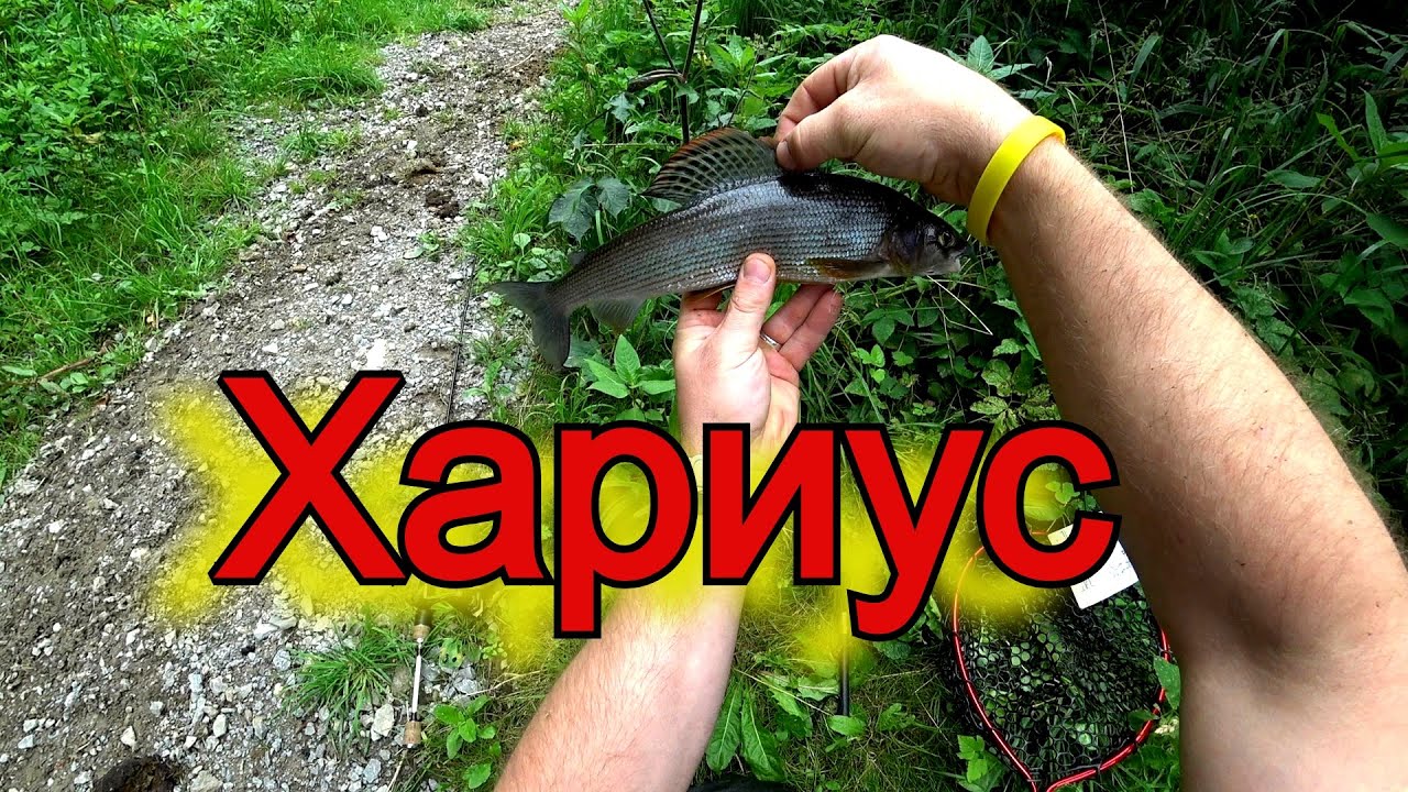 Рыбалка в Германии. Микроджиг и редкий Хариус 35см!