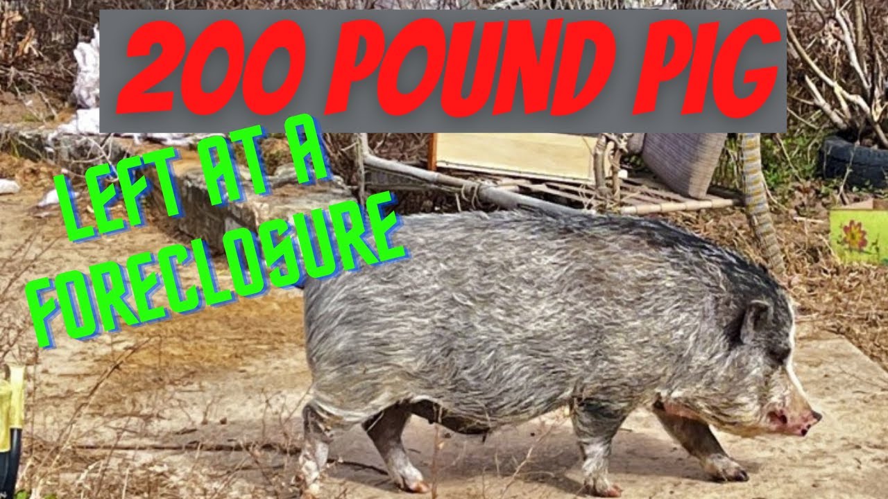 200 Pound Pig Left Behind At A Foreclosure Eviction And We Had To Catch Her