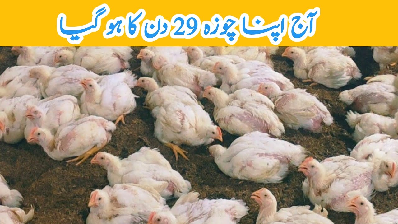 Broiler chicken 29 day | Broiler chicken farming 🐓🐔