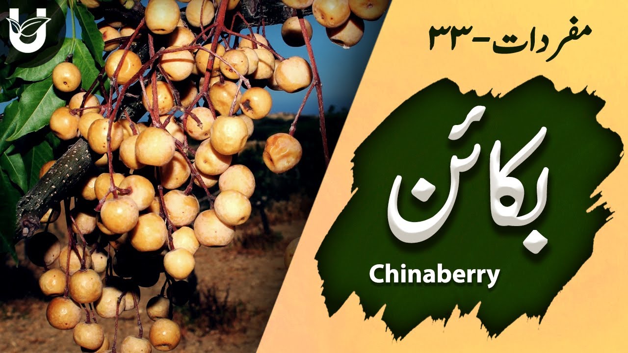 Bakaain (Bead Tree / Chinaberry) | بکائن
