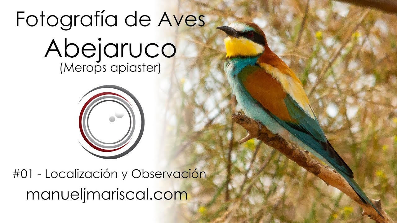 #01 Fotografía de Aves   Abejarucos  Localización y Observación - Cap. 10