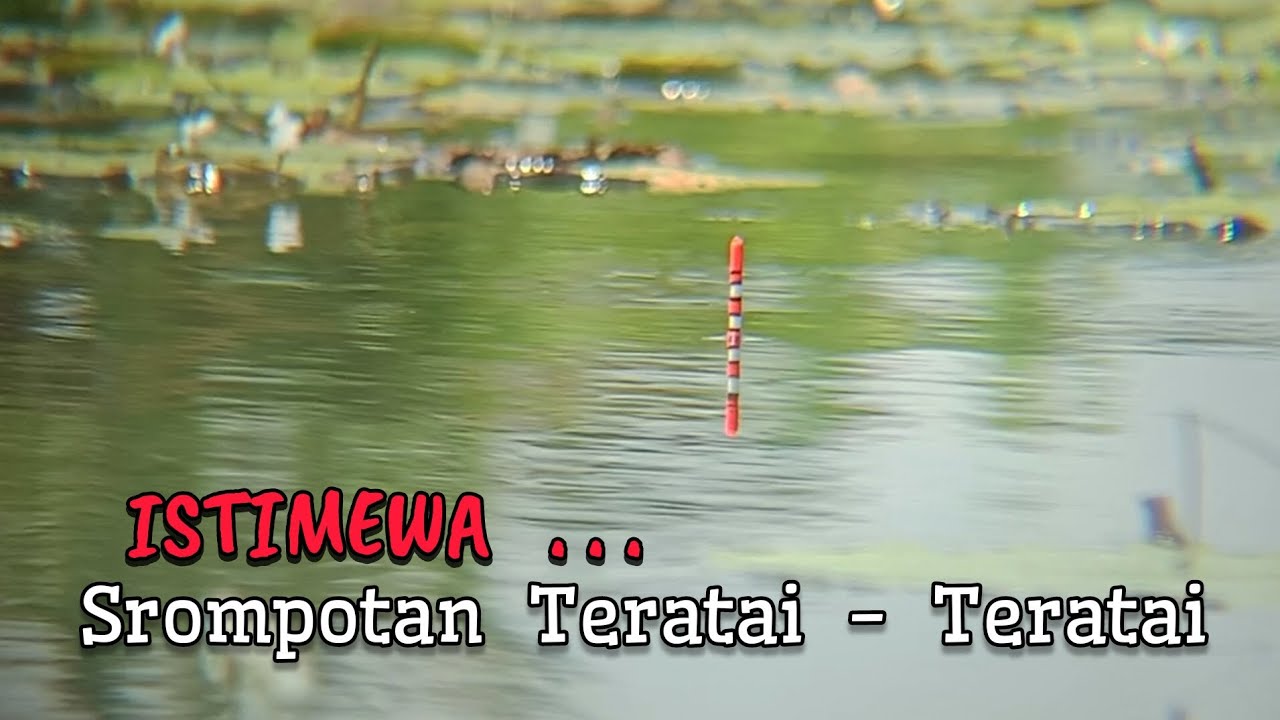 IKAN SEMBUNYI DI BAWAH SROMPOTAN TERATAI TERATAI || spot mancing ikan nila liar 