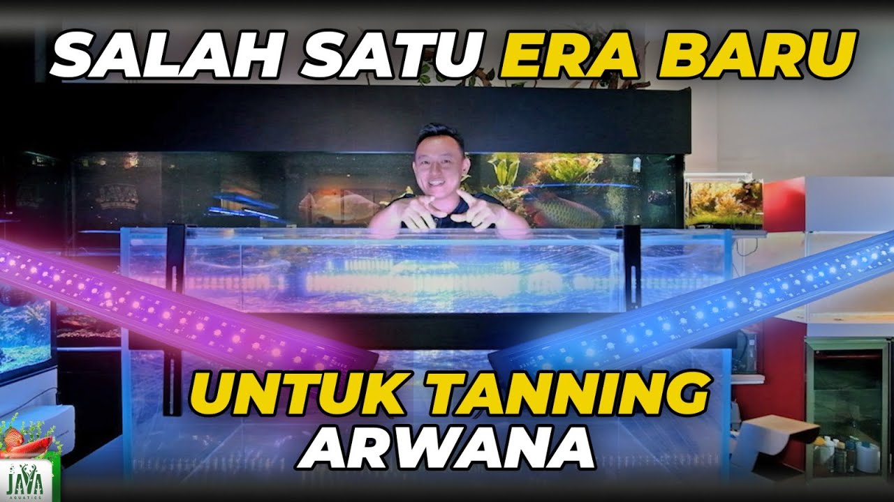 INI DIA LAMPU ERA BARU UNTUK TANNING ARWANA!