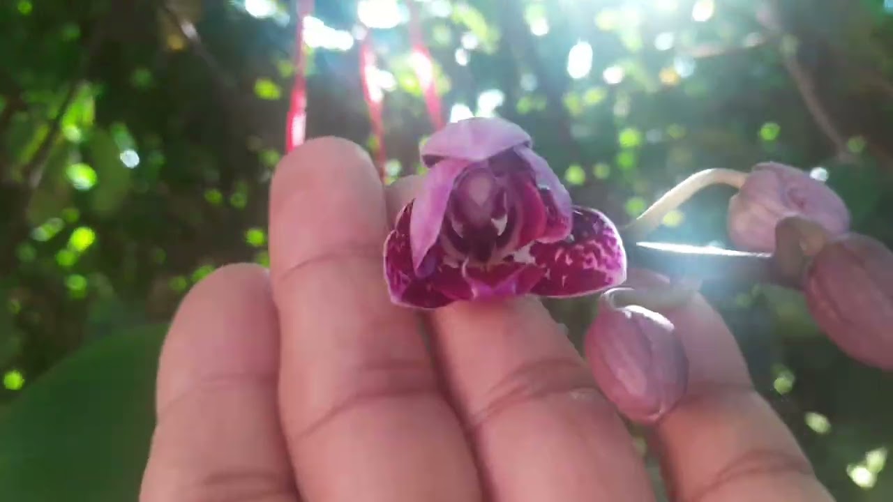 Fiz uma horta  para a cebolinha e mostrando algumas coisas que minha irmã trouxe trouxe do Maranhão