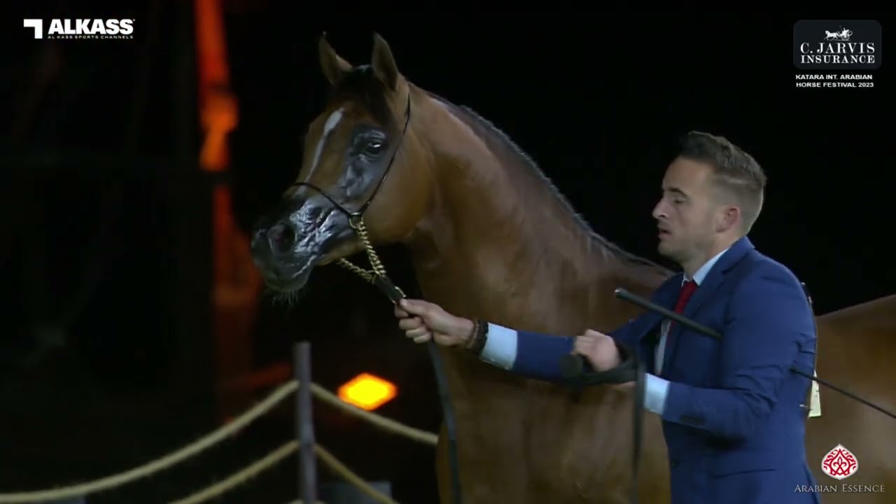 Katara Int. Arabian Horse Festival 2023 - Class 11