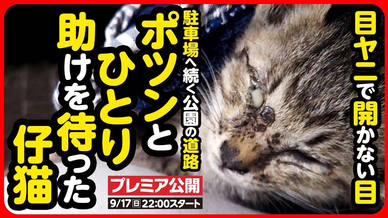 【子猫 保護】目が見えない...誰か助けて…。ガリガリに瘦せこけた子猫を緊急保護しました