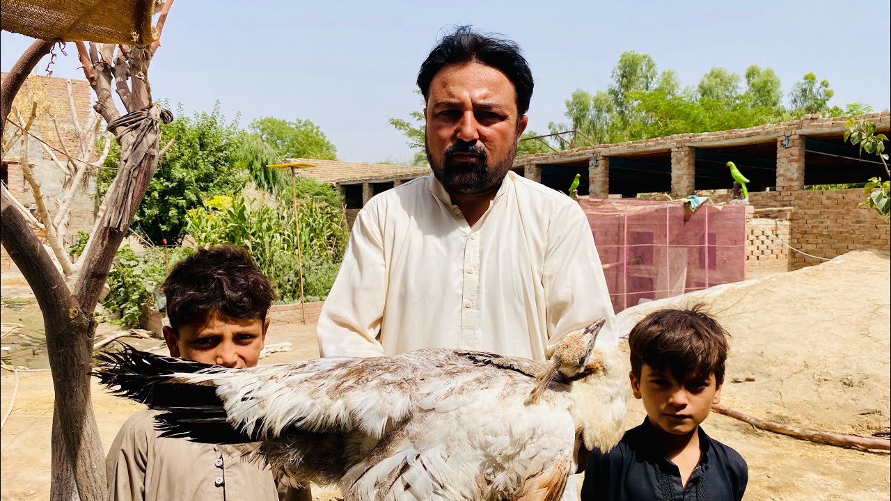 Sad News Hamri Peacock female Expair hogai 💔😢