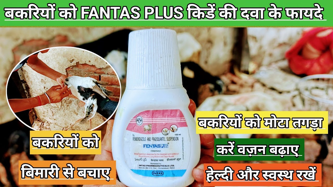 Use Veterinary FANTAS PLUS || बकरियों को सभी बिमारी से बचाए || बकरियों को मोटा तगड़ा करें वज़न बढ़ाए