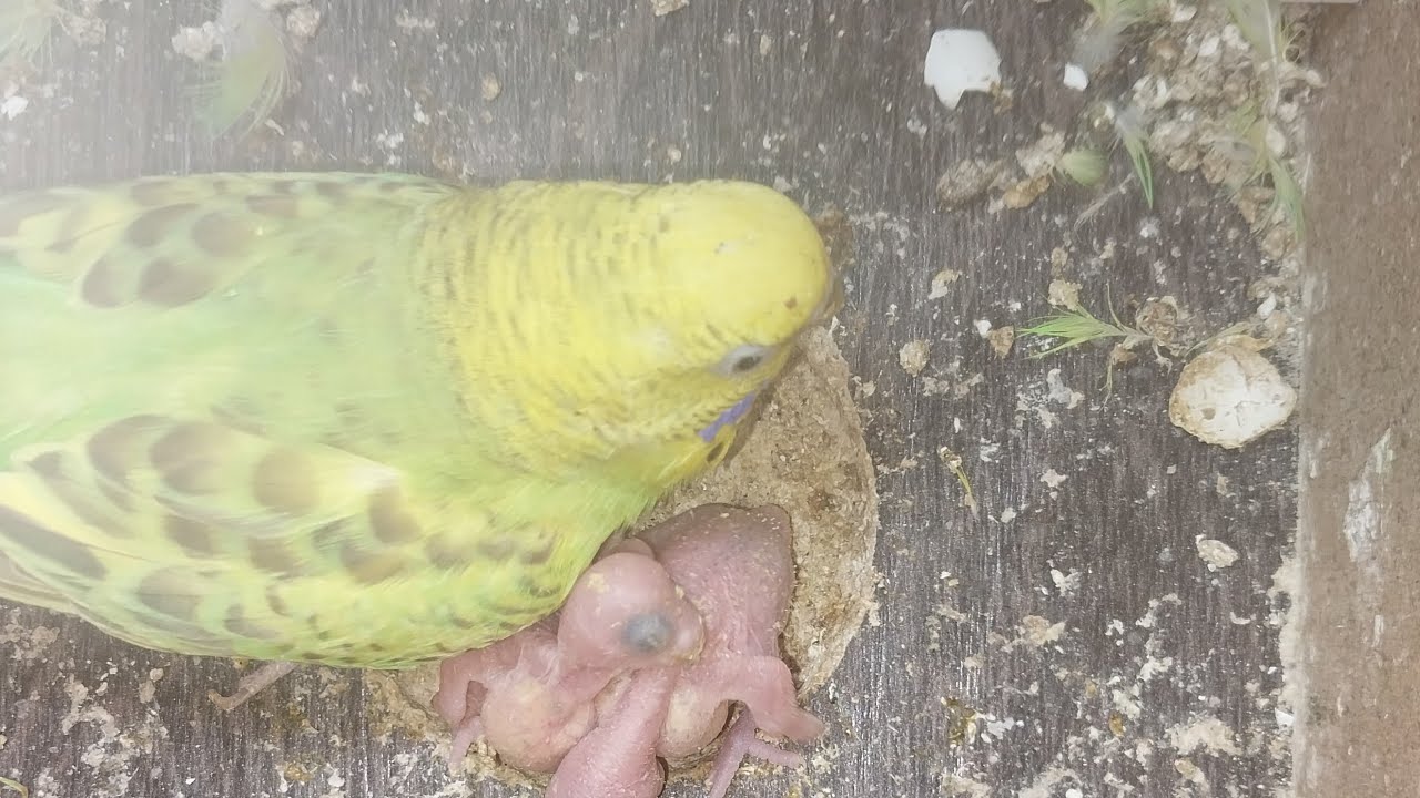 Happy Parrots TV  14.02.2026