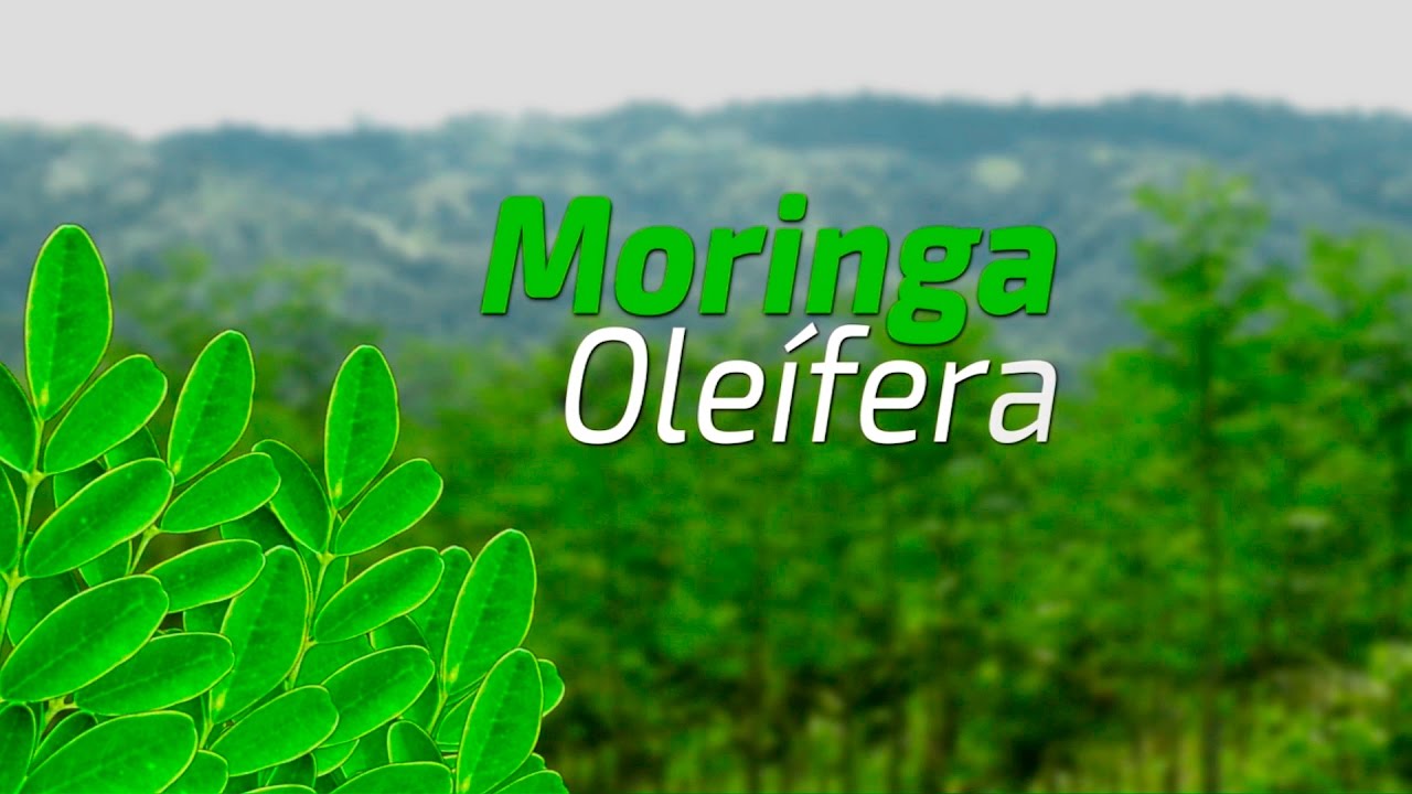 Moringa Oleifera - Argentina Misiones