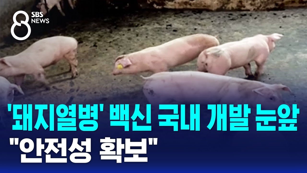 3,000억 피해 '돼지열병' 백신 개발 눈앞&hellip;