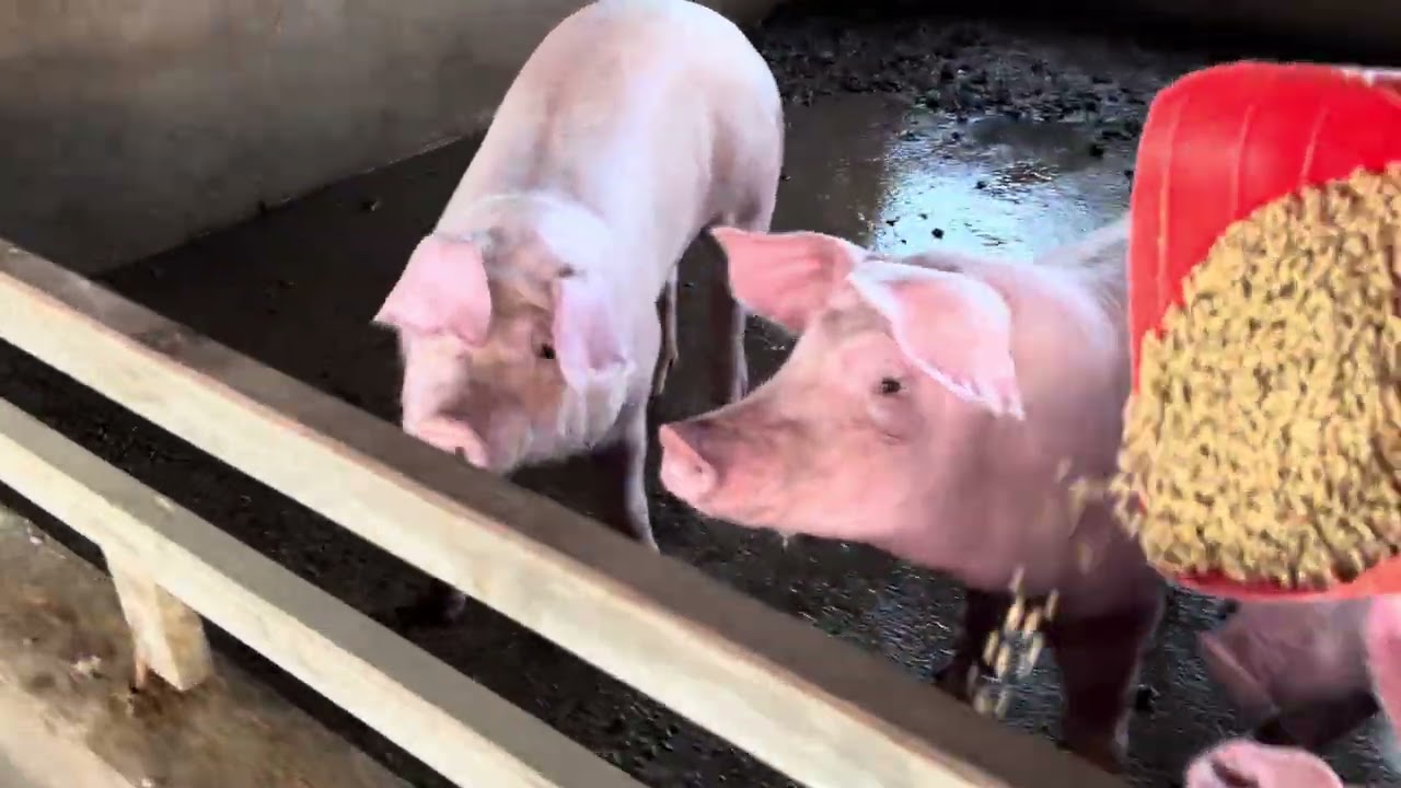 Pig Farm:Every Day Feeding and Cleaning Cage #pighusbandry #pig #farming #animals #shorts #pigfood 
