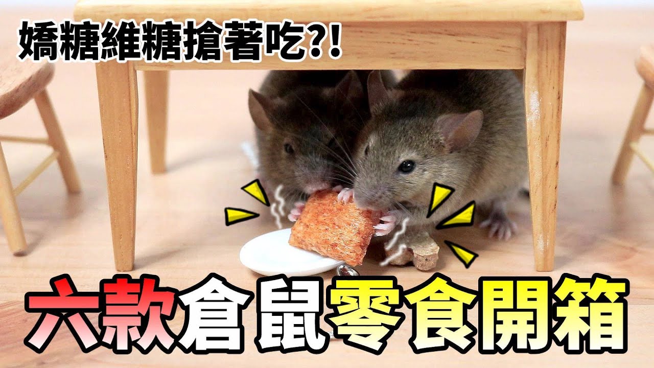 【維鼠日記】開箱六款倉鼠零食，嬌糖維糖搶著吃?!【維特】#31