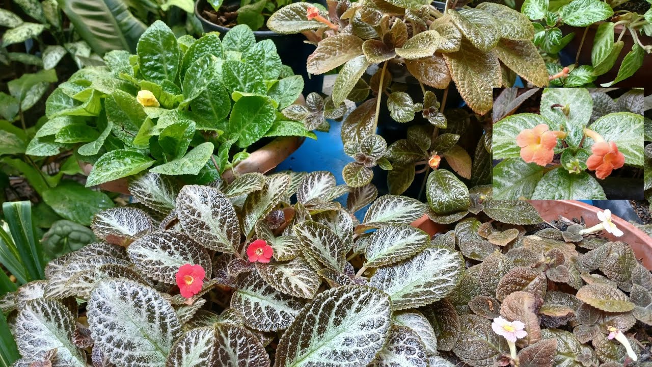 Ensinando a CULTIVAR EPISCIAS como na natureza # Substrato Milagroso # Episcias lindas