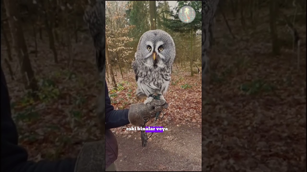 Baykuş 🦉 | 1 dakika 1 hayvan
