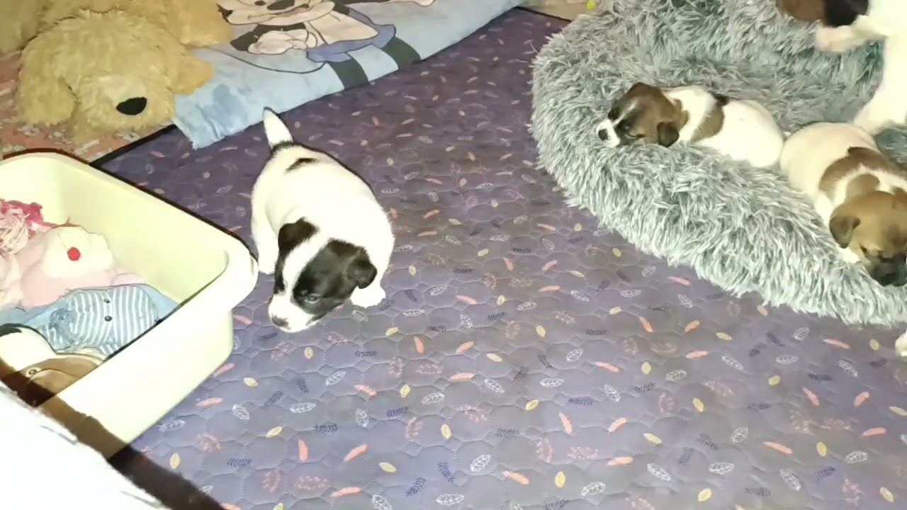 Наши клопики уже встают на лапки 😉 самый потешный возраст 💞