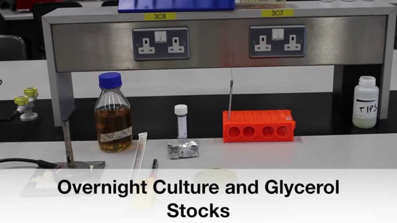 Protocol 2: Preparation of Overnight Culture and Glycerol Stocks